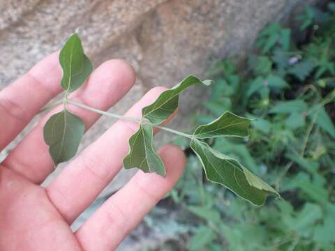 Image of Arizona spikenard