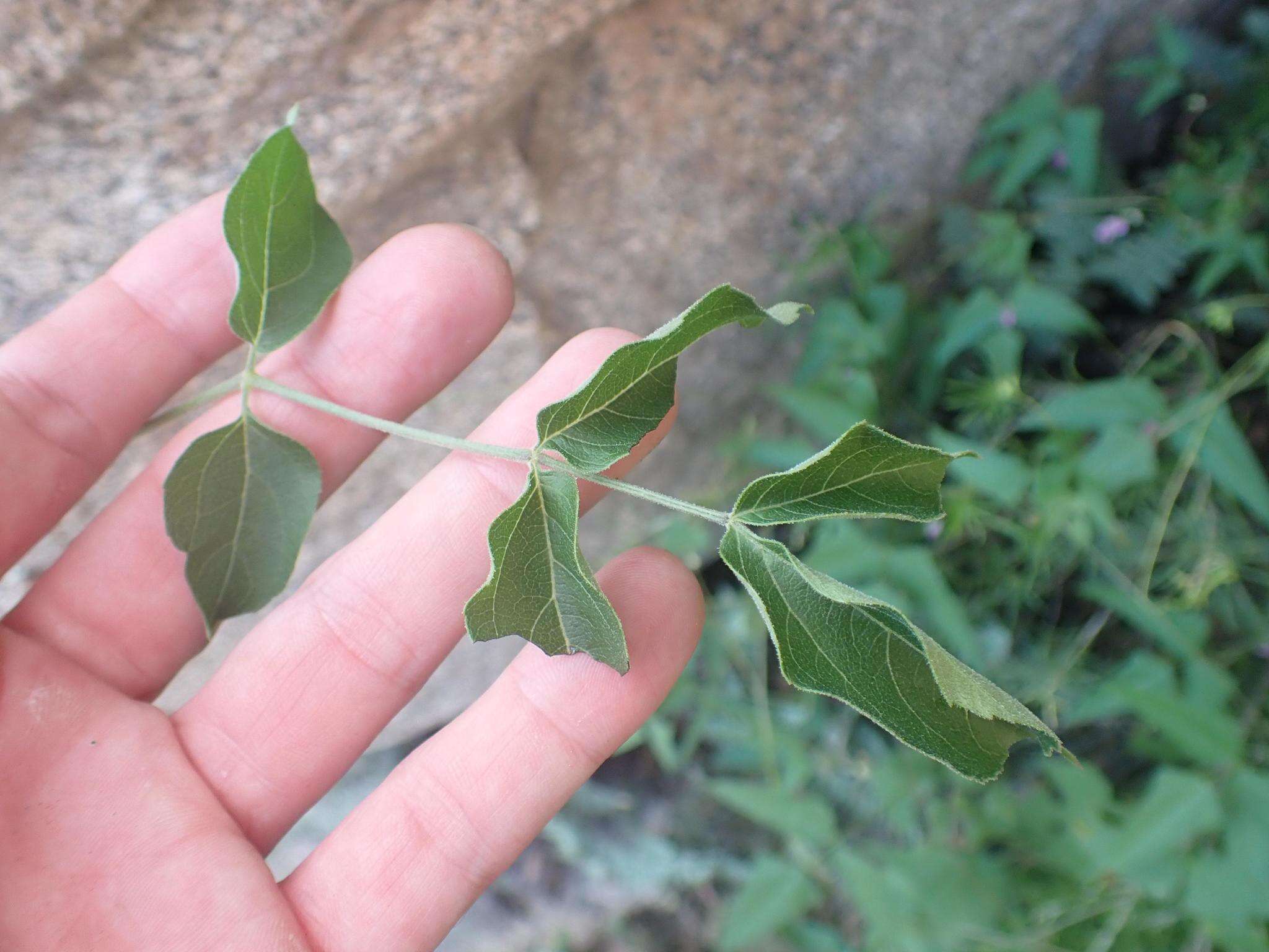 Image de Aralia humilis Cav.