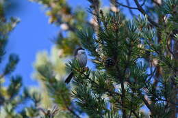 صورة Poecile cinctus lapponicus (Lundahl 1848)