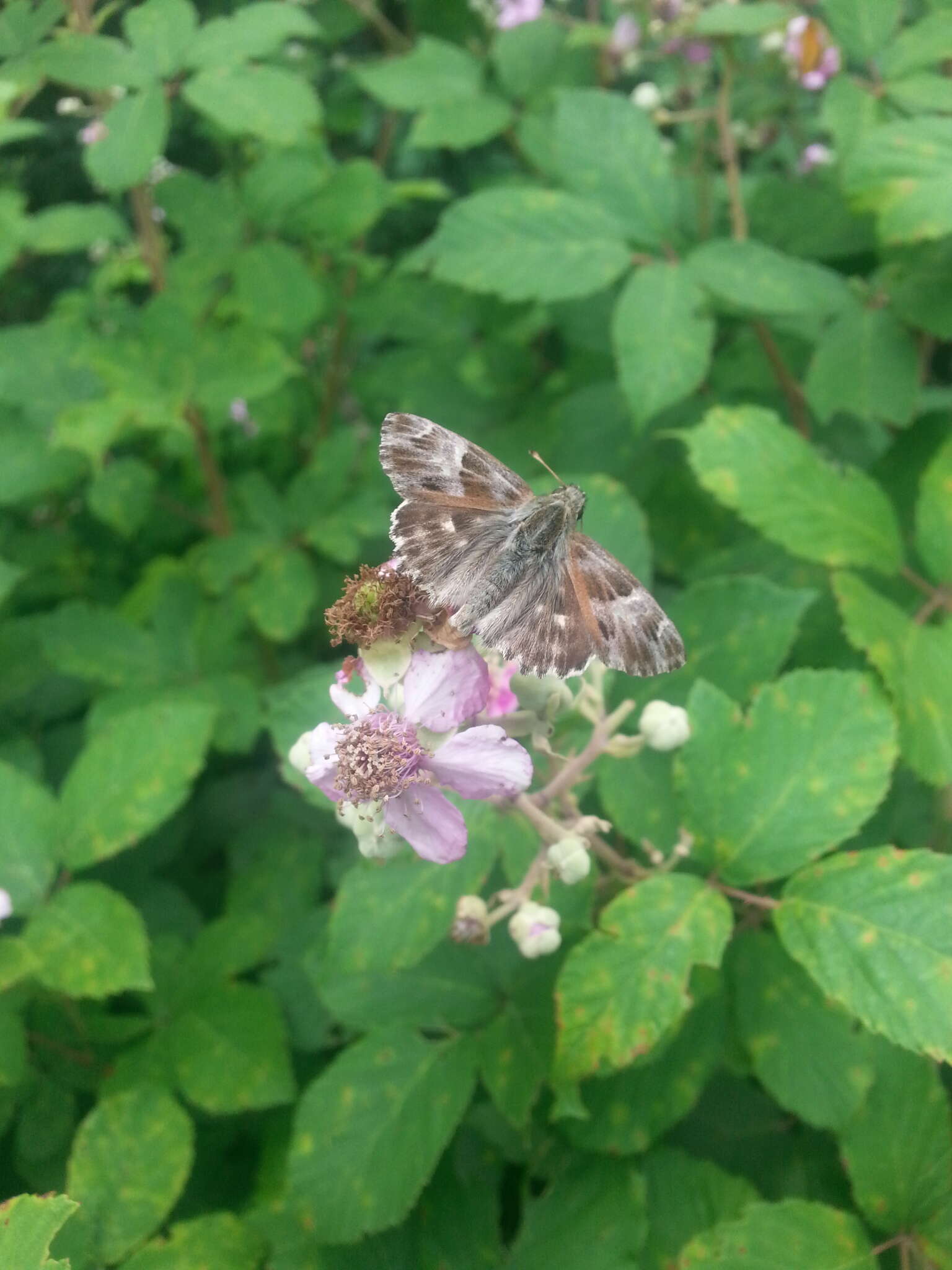 Plancia ëd Muschampia floccifera