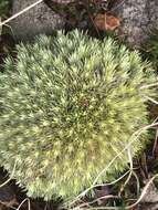 Image of leucobryum moss