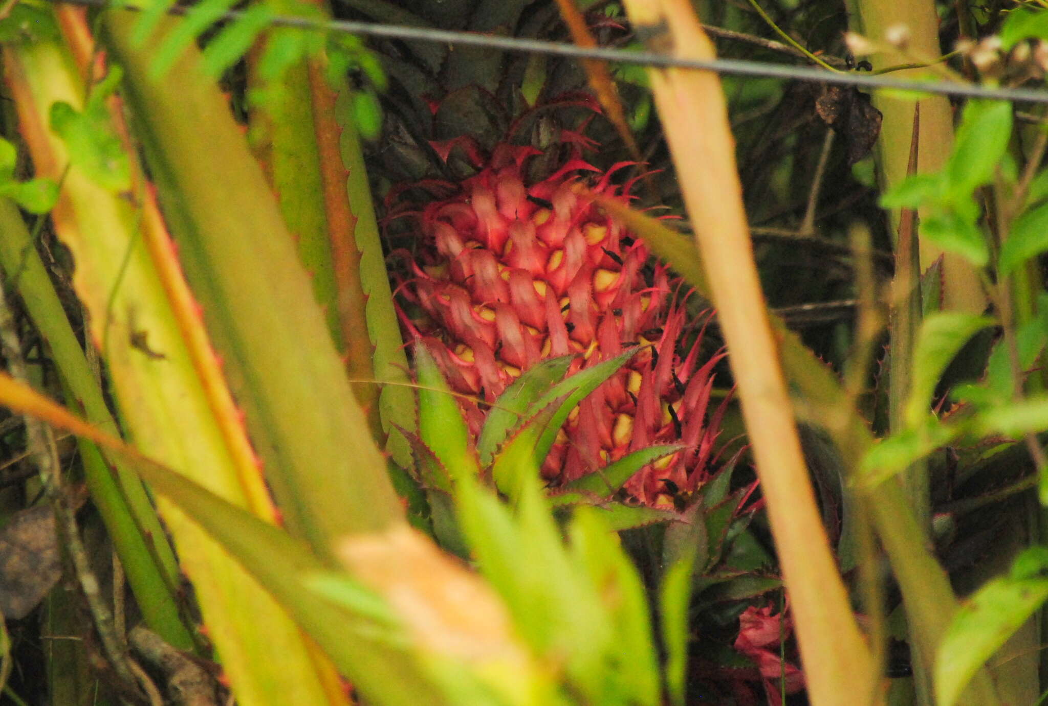 Image of Ananas comosus var. bracteatus (Lindl.) Coppens & F. Leal