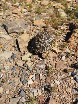 Image of Western Tent Tortoise