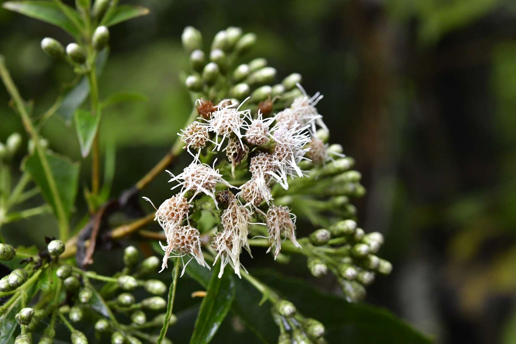 Sivun Chromolaena glaberrima (DC.) R. King & H. Rob. kuva