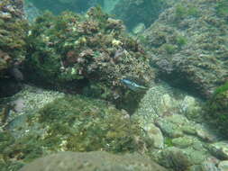 Image of Brown-lined Puffer