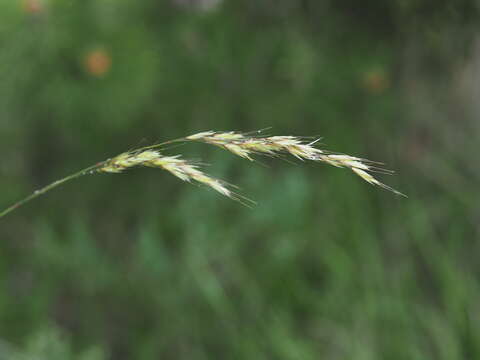 Plancia ëd Helictotrichon cantabricum (Lag.) Gervais