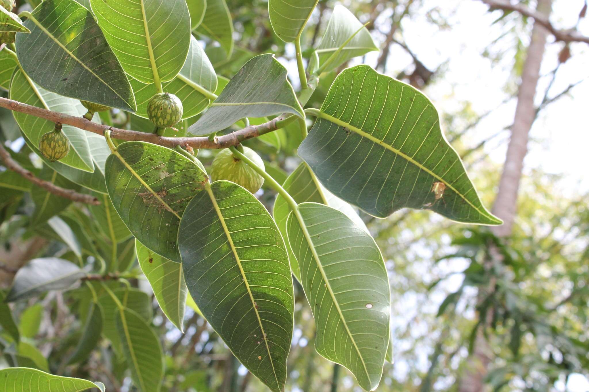 Image of Ficus insipida Willd.