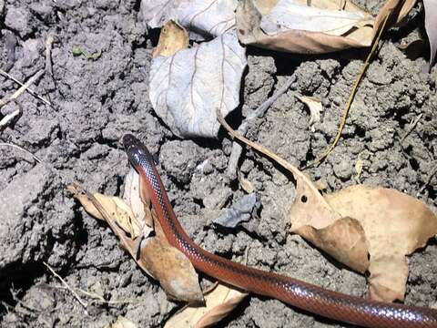 Image of Black-striped snake