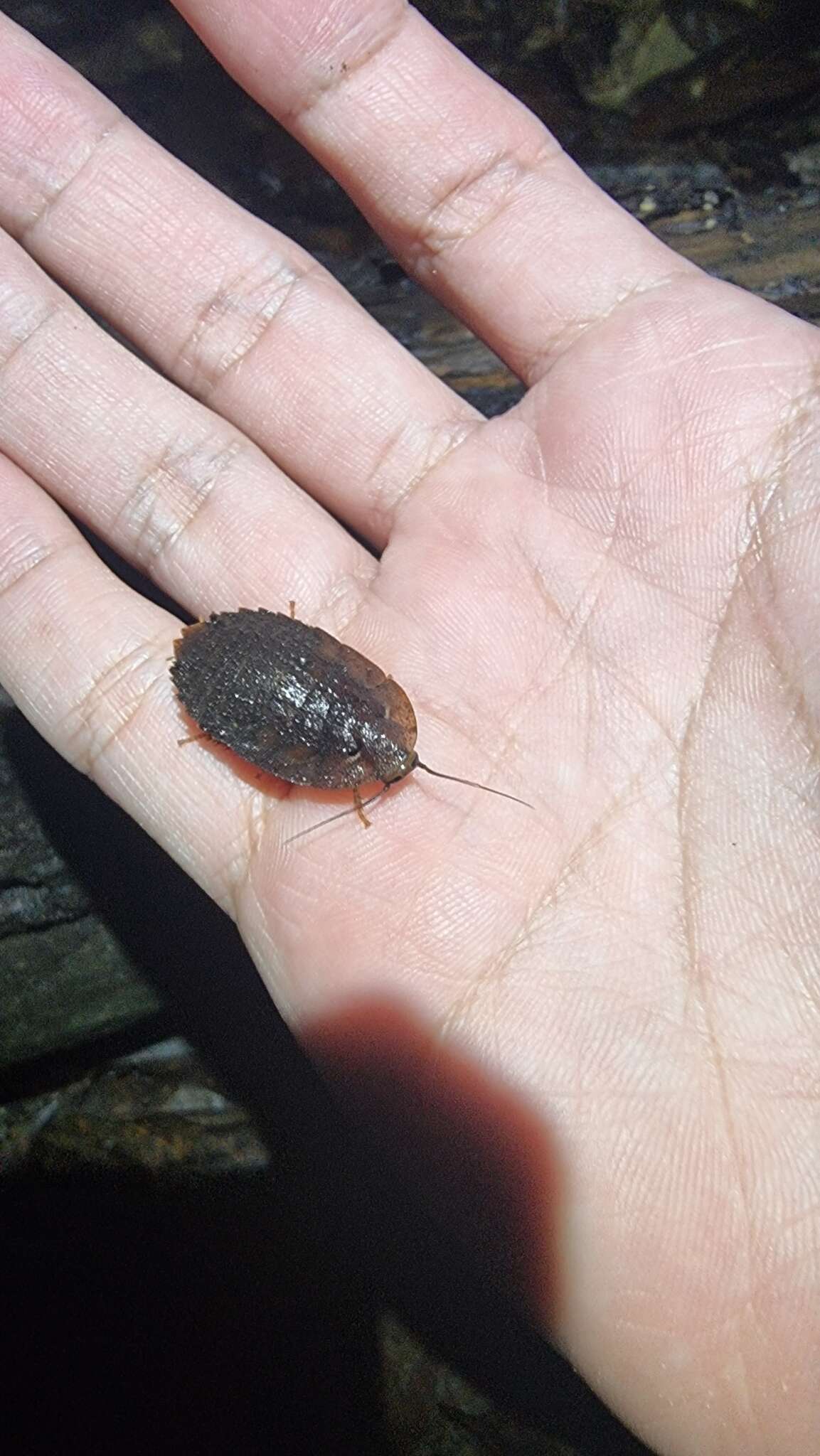 Pseudophoraspis nebulosa (Burmeister 1838) resmi