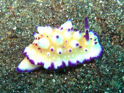 Image of Purple tipped multi-pustuled slug