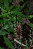 Image of herb of Gilead