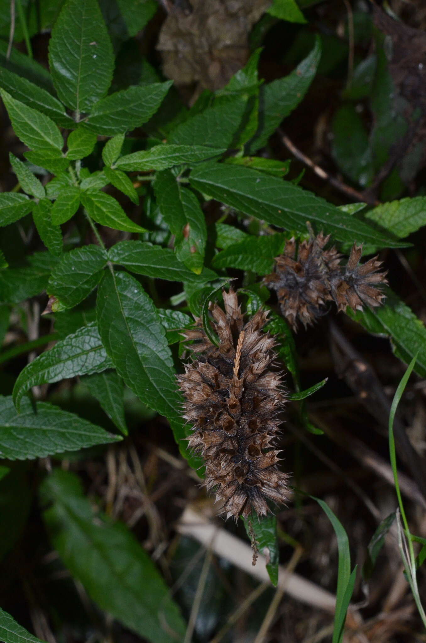 Image of herb of Gilead