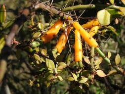 Image of Pereskiopsis porteri (Brandegee ex F. A. C. Weber) Britton & Rose