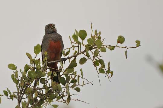 Image of Peruvian Plantcutter