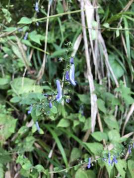 Image of Isodon macrocalyx (Dunn) Kudô