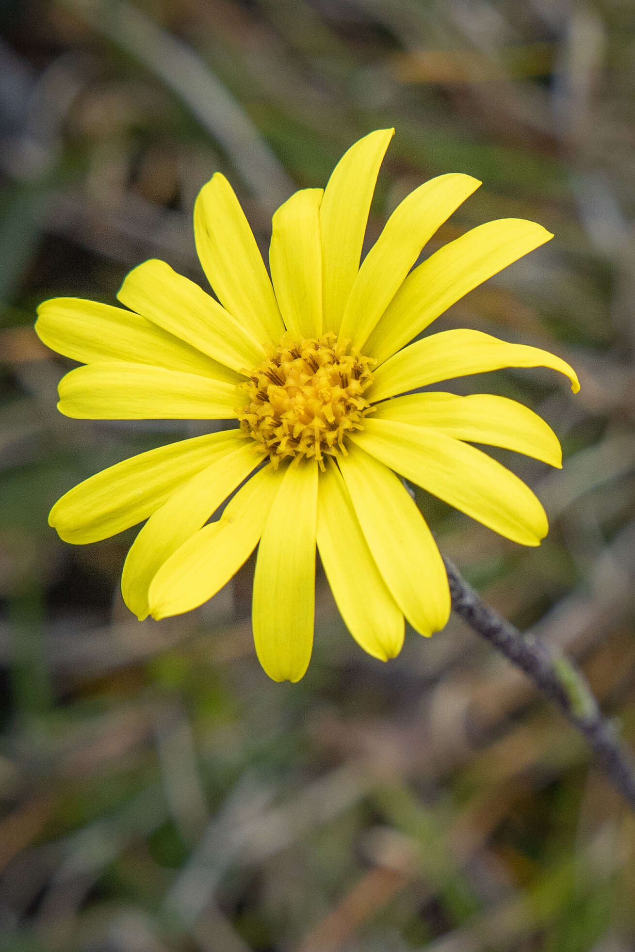 Image of Scapisenecio papillosus (F. Muell.)