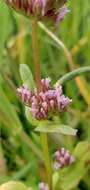 Plancia ëd Valeriana ciliosa (Greene) Byng & Christenh.