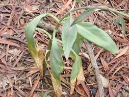 Kalanchoe deficiens (Forskål) Asch. & Schweinf. resmi