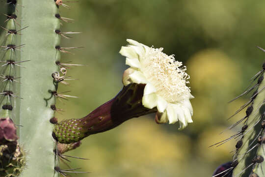 صورة Stenocereus queretaroensis (F. A. C. Weber) Buxb.