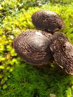 Image of Cortinarius ursus Soop 2001