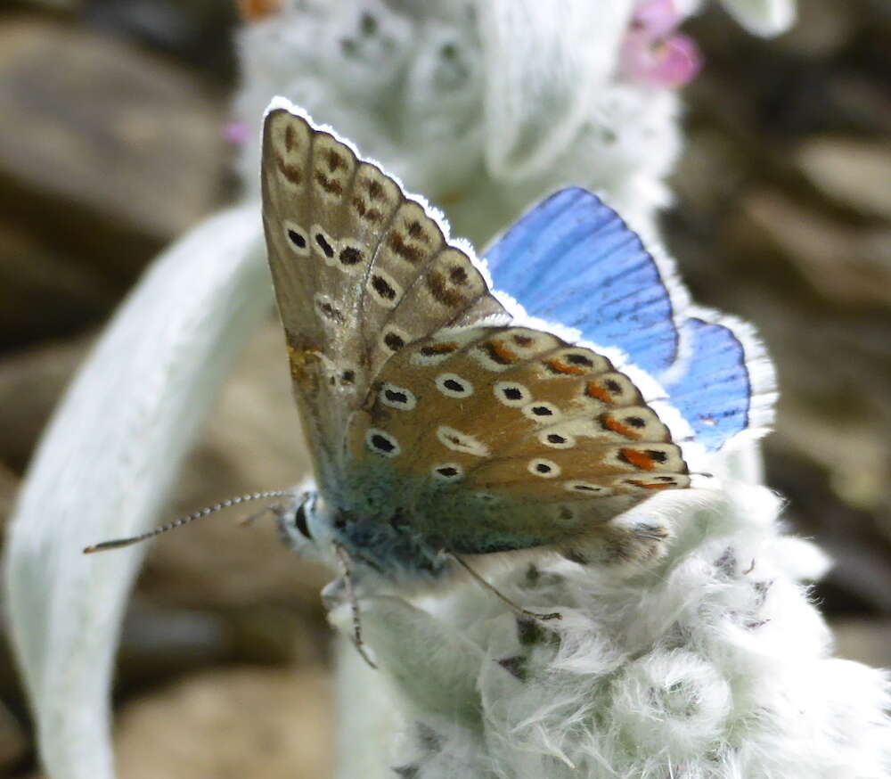 Image of Polyommatus bellargus (Rottemburg 1775)