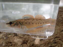 صورة Etheostoma virgatum (Jordan 1880)