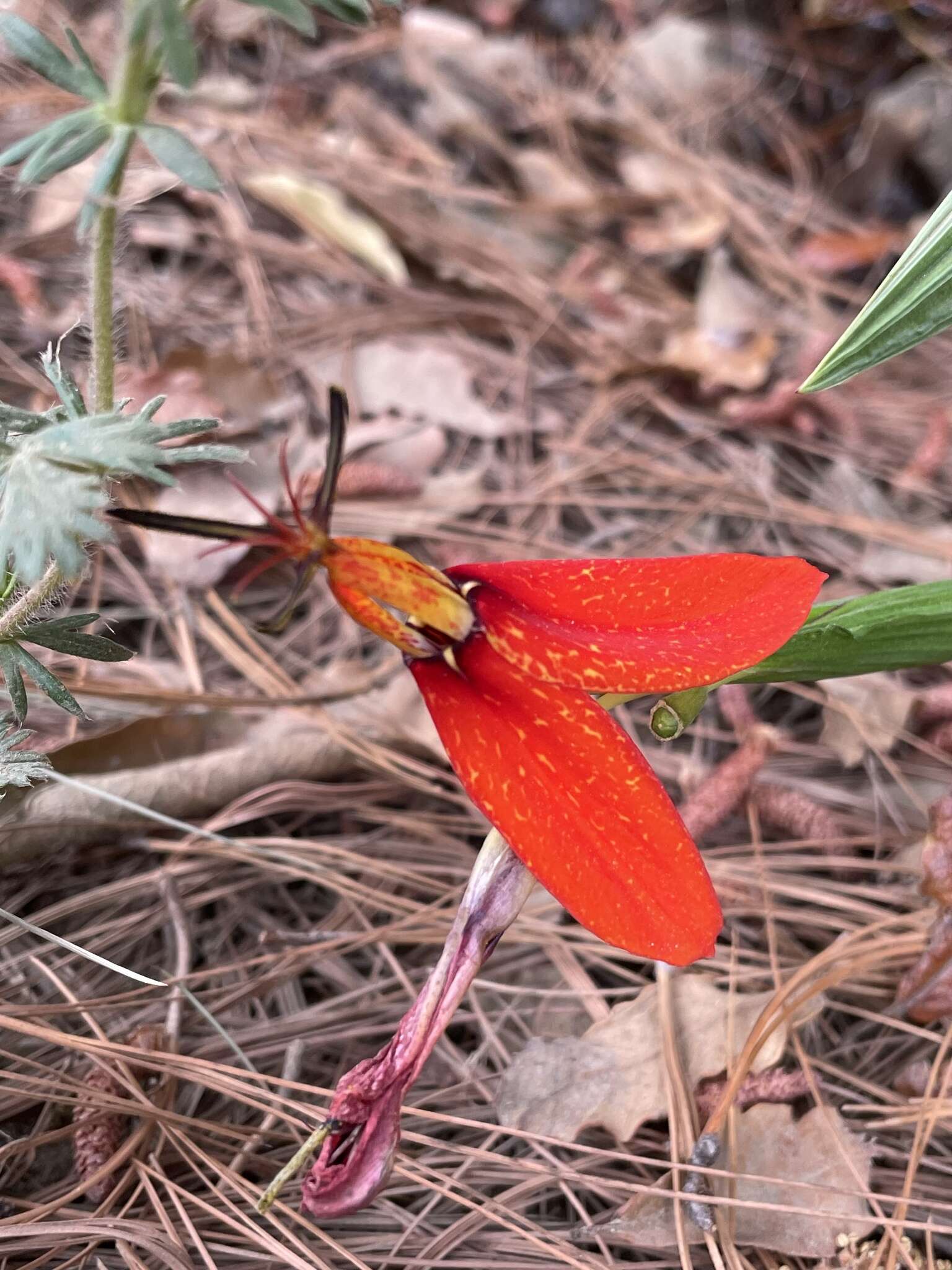 Image of Tigridia orthantha (Lem.) Ravenna