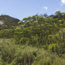 Image of Eucalyptus dissita K. D. Hill