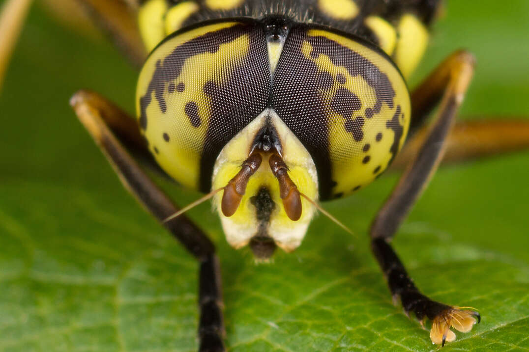 Image of Spilomyia manicata (Rondani 1865)