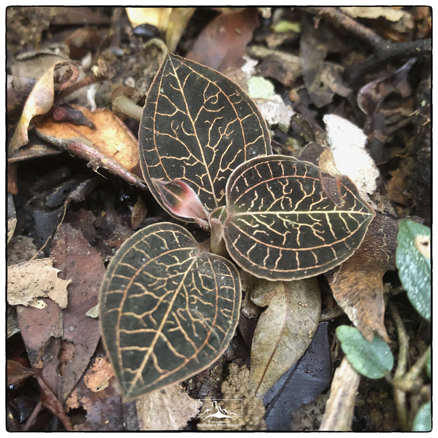 Image of Anoectochilus regalis Blume