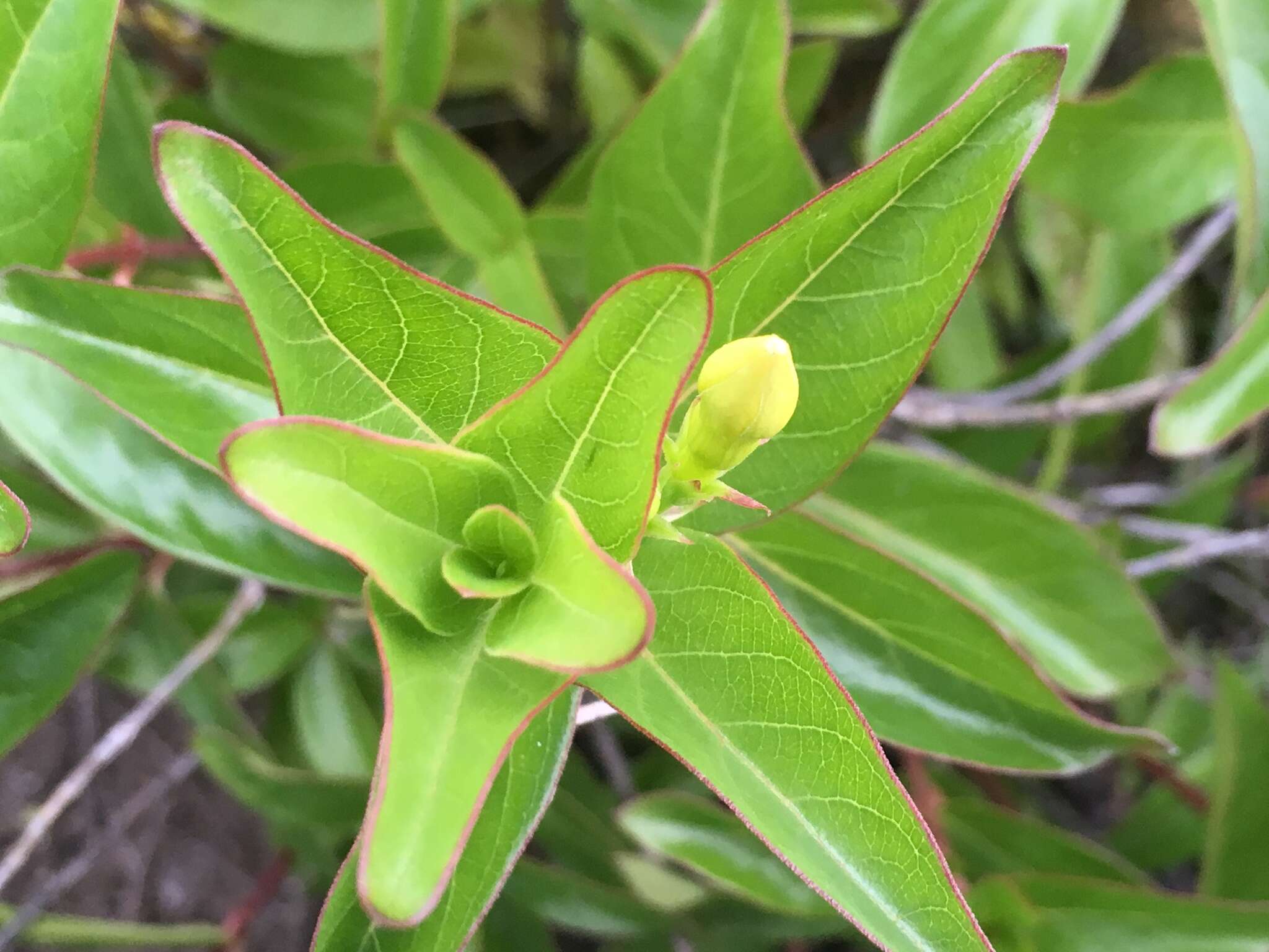 Image of Mandevilla mexicana (Müll. Arg.) R. E. Woodson