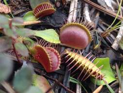 Image of Dionaea