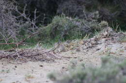 Image of Nubra Pika