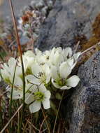 Image of Gentianella divisa (Kirk) Glenny