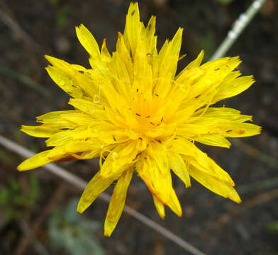 Image of Reichardia dichotoma (DC.) Freyn