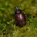 Image de Chiasognathus beneshi Lacroix 1978