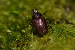 Image of Chiasognathus beneshi Lacroix 1978