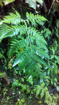 Image of Tomato Fern