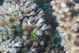 Image of Black-spot pygmy-goby