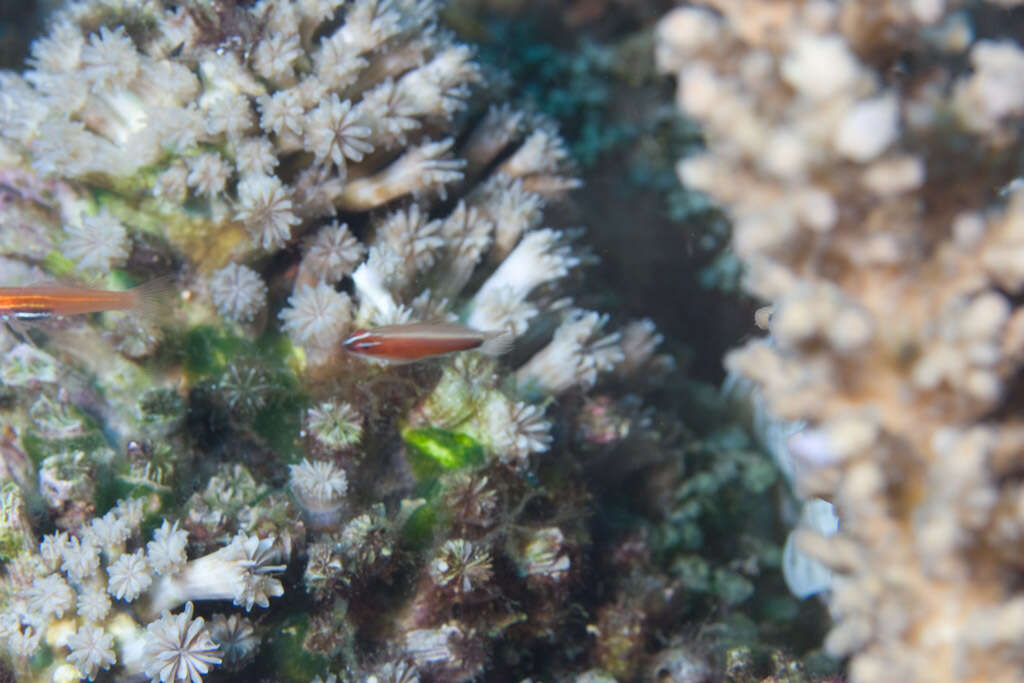 Image of Black-spot pygmy-goby