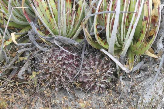 Image of Thelocactus tulensis (Polseg.) Britton & Rose