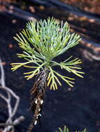 Image of Hymenolepis crithmifolia (L.) Greuter, M. V. Agab. & Wagenitz