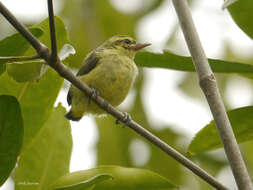 Image of Violet-tailed Sunbird