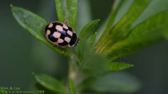 Image of Propylea japonica (Thunberg 1781)