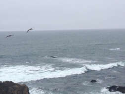 Image of California brown pelican