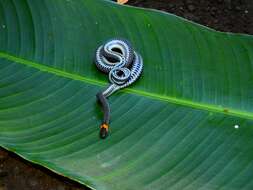 Image of Ringneck Coffee Snake