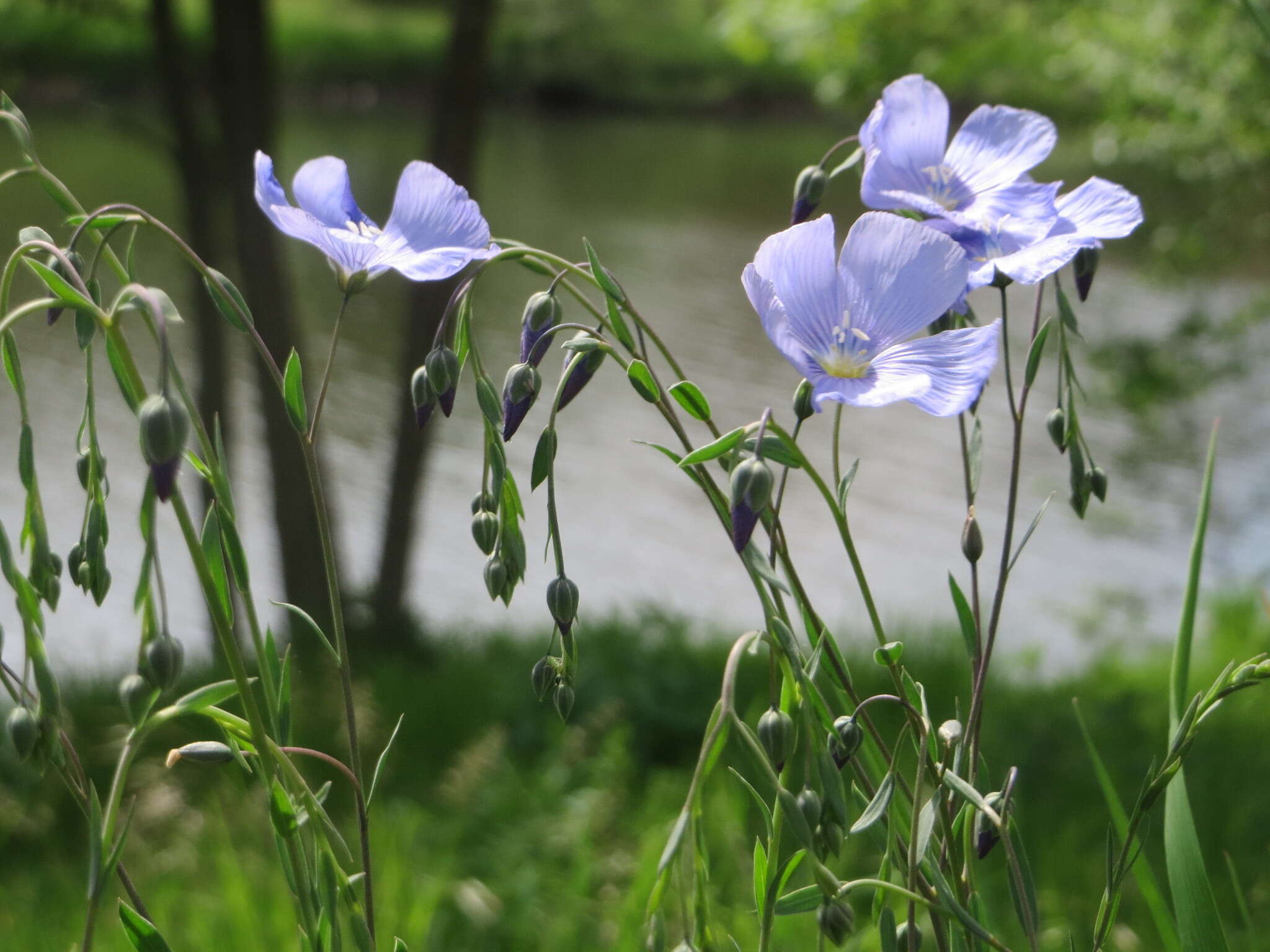 Image of common flax