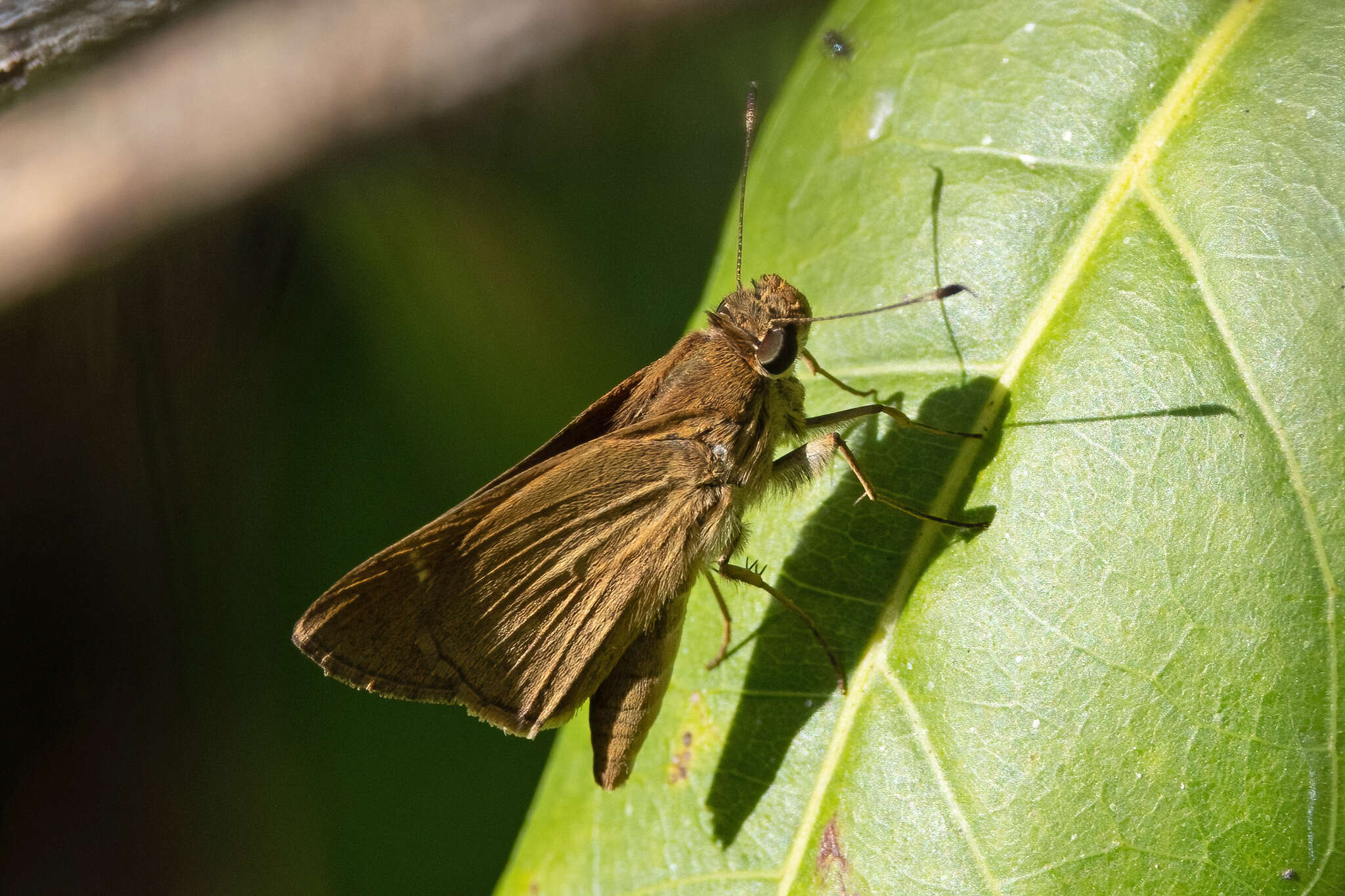 Слика од Lerema ancillaris Butler 1877