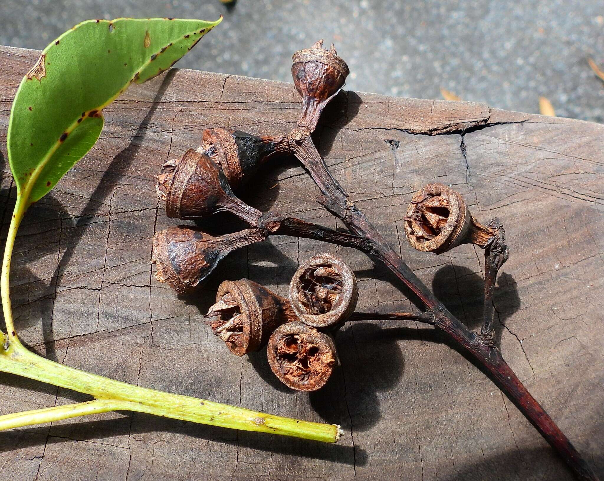 Eucalyptus pellita F. Müll. resmi