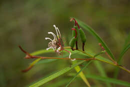 Imagem de Grevillea linearifolia (Cav.) Druce